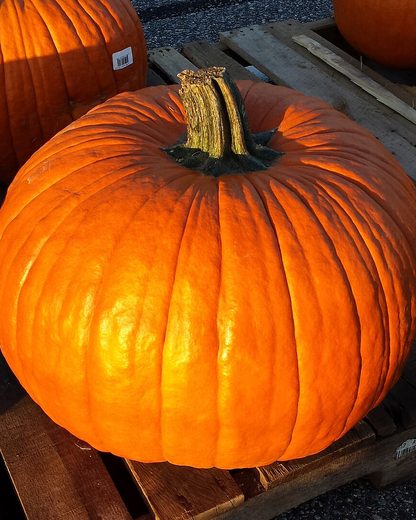 A large orange carving pumpkin