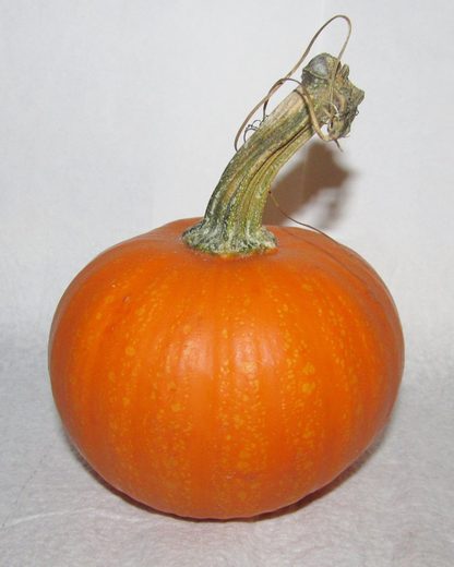 A small sugar pie pumpkin