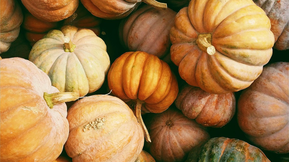 Colorful fall produce including squash, apples, and root vegetables